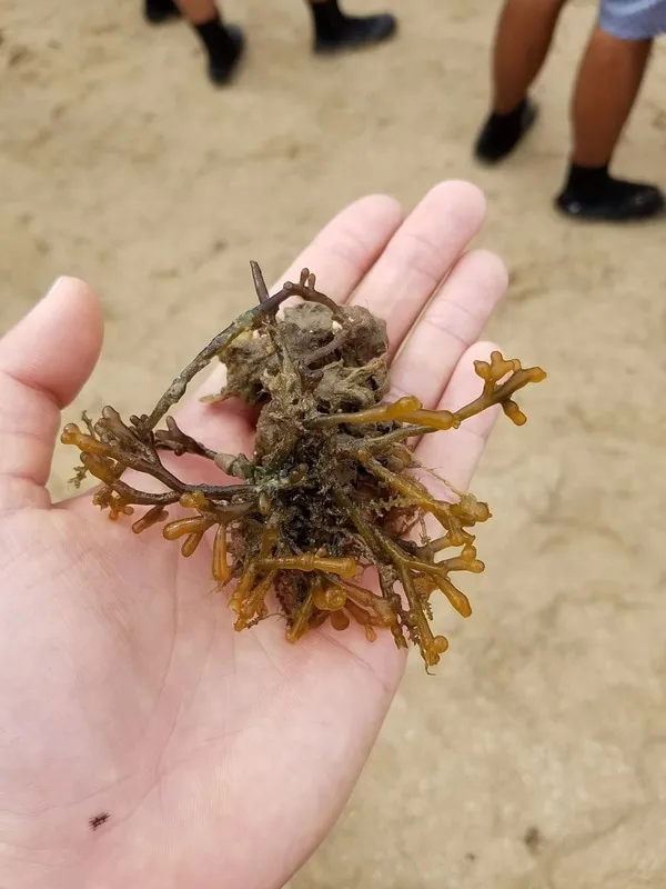 Maunalua Beach Clean Up