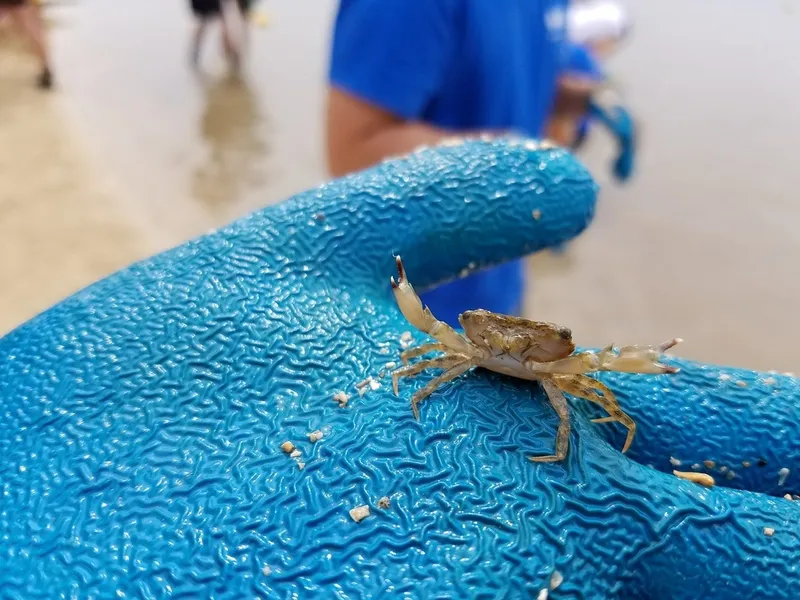 Maunalua Beach Clean Up